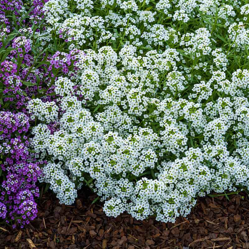 seed of snow flower Bulk Sweet Alyssum Seeds - Carpet of Snow