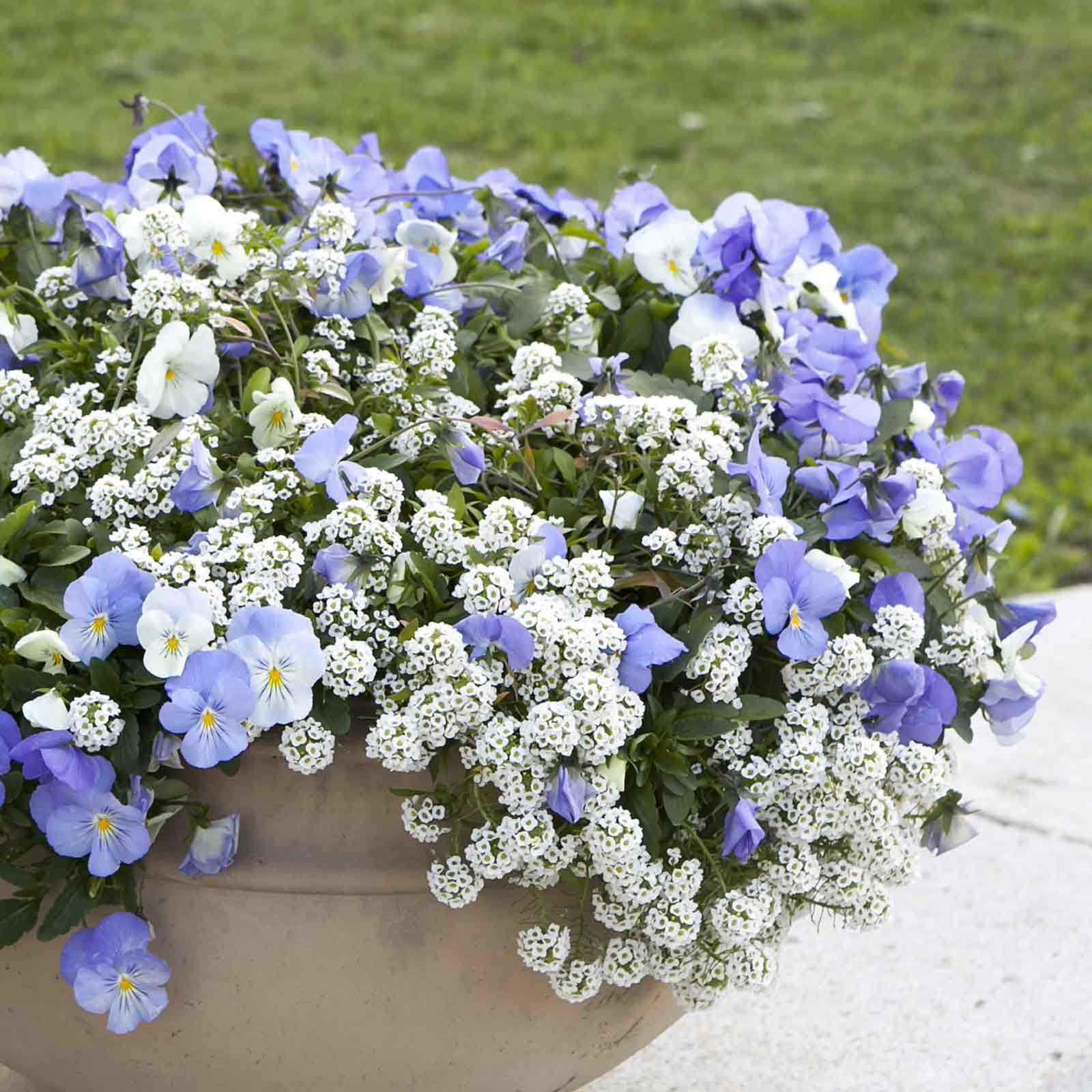 alyssum from seed to flower Bulk Alyssum Seeds - Snowcloth