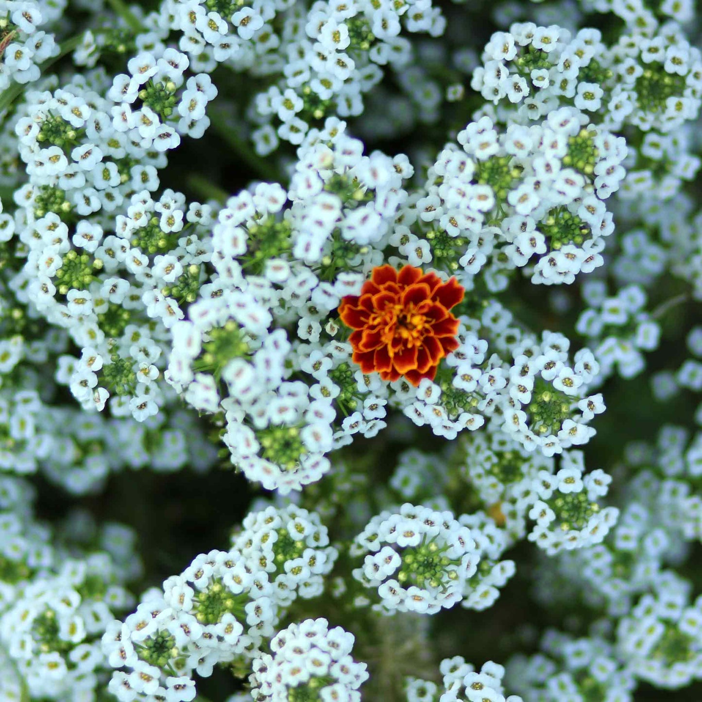 alyssum tall white