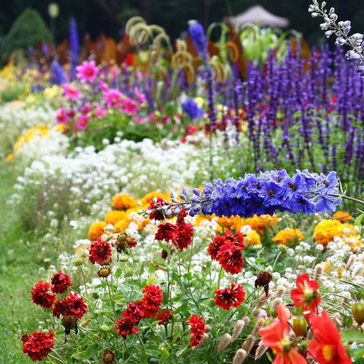 alyssum tall white