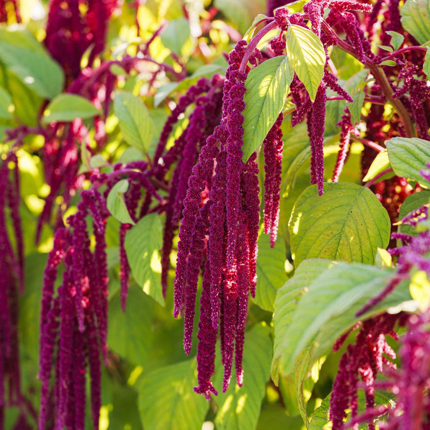 Bulk Love Lies Bleeding Seeds