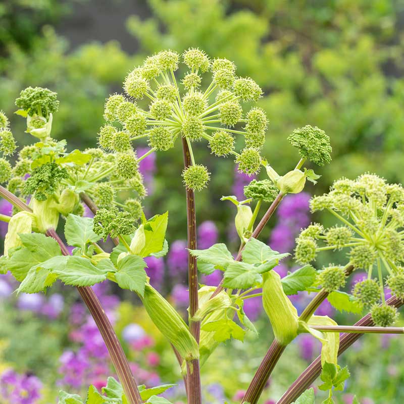 Bulk Angelica Seeds - Holy Ghost | Bulk Seed Store