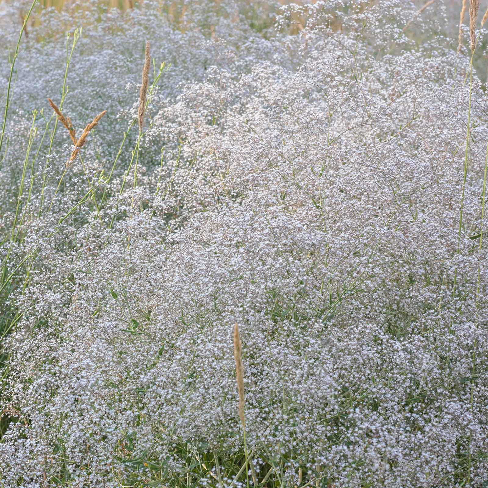 baby's breath flower seeds Bulk Perennial Babys Breath Seeds