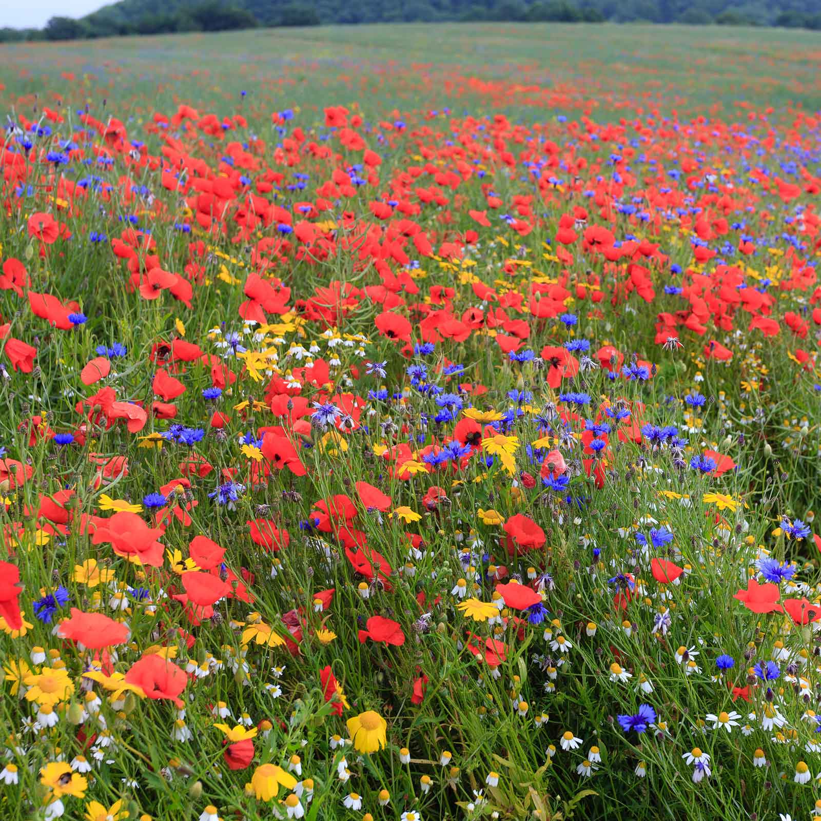 plant wildflower seeds in may Bulk Back to Basics Flower Seed Mix
