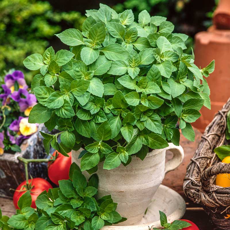 plant basil seeds Bulk Basil Seeds - Blue Spice