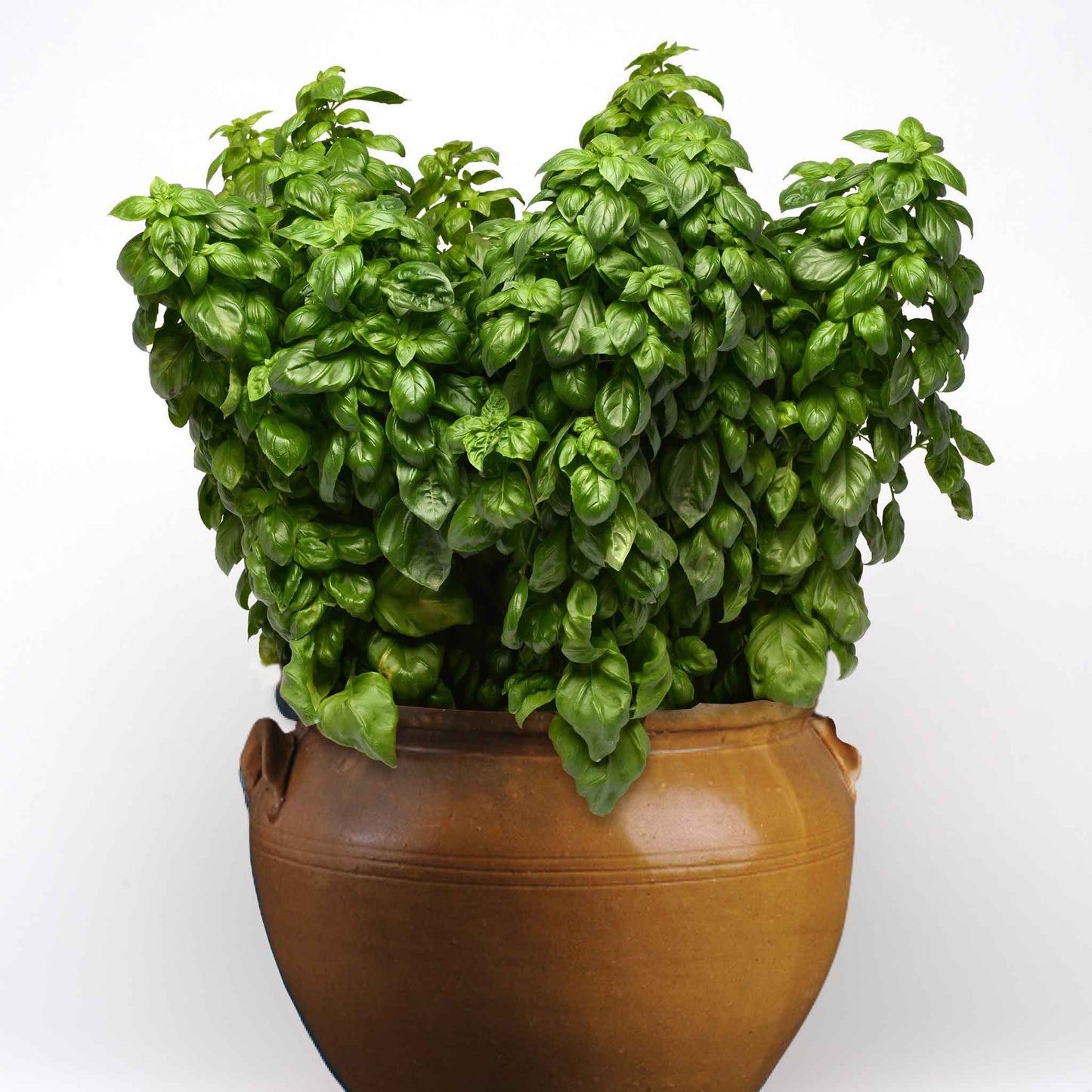 basil everleaf genovese