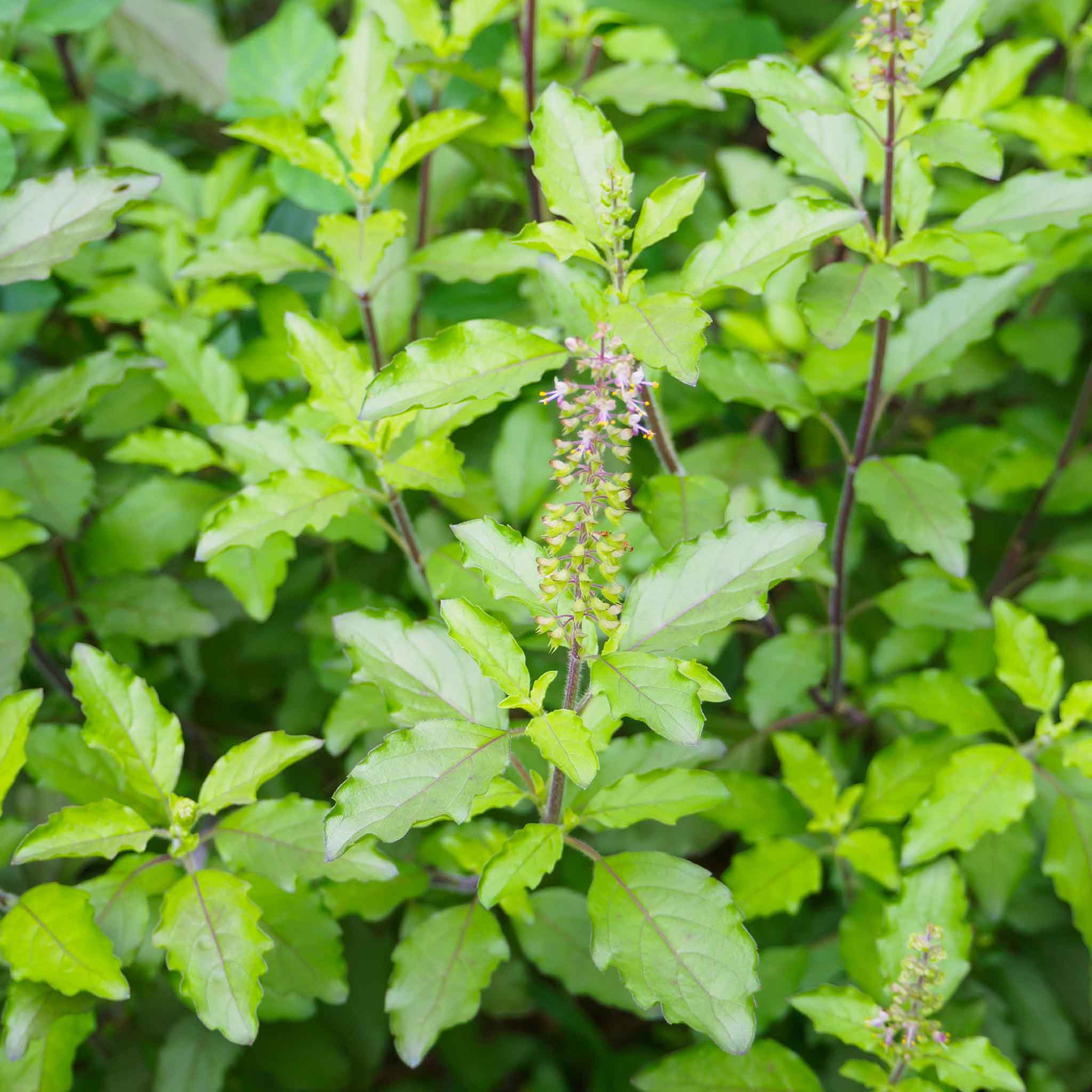 holy basil seeds for planting Basil Seeds - Holy | Herb Seeds in Packets & Bulk