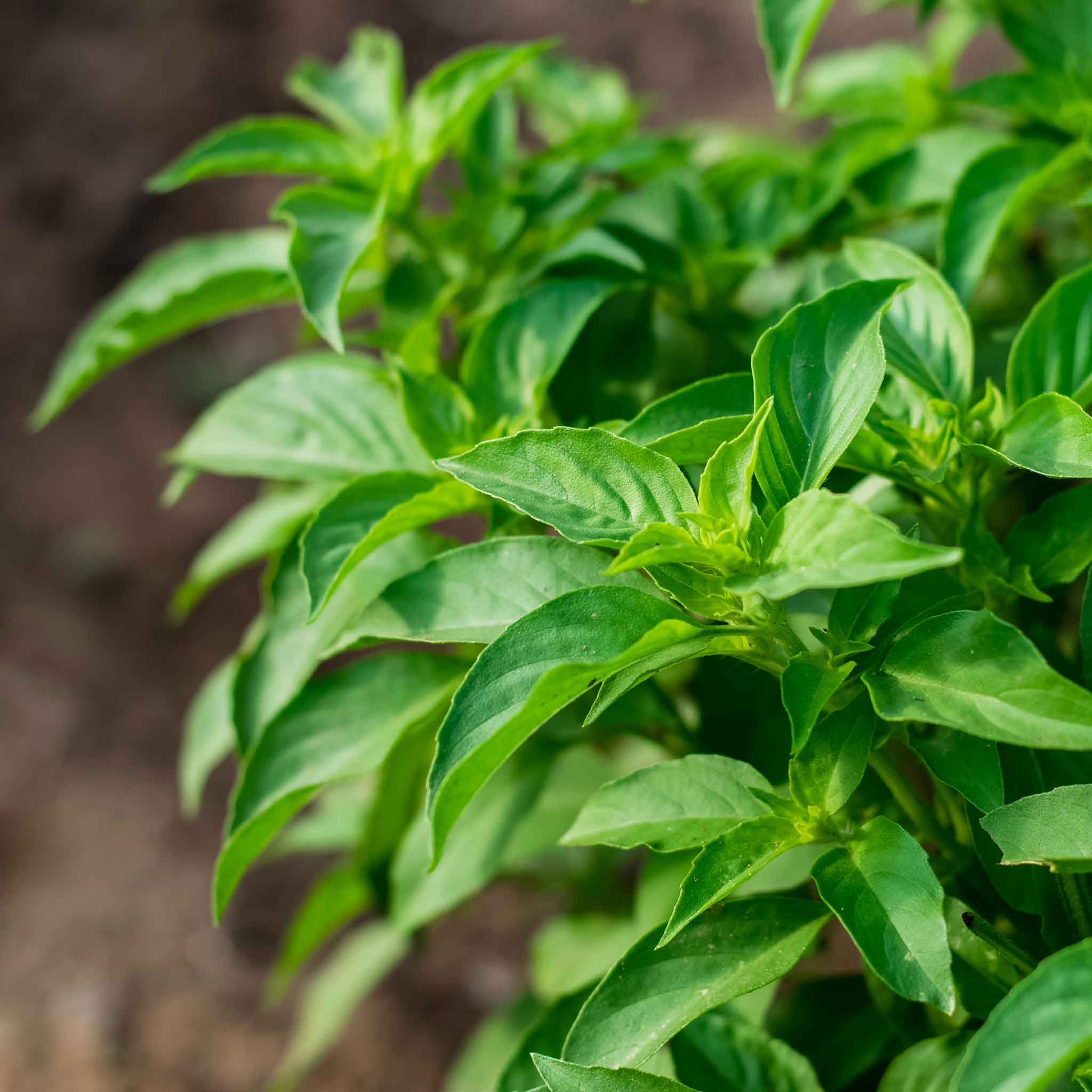 basil seeds from plant Bulk Basil Seeds - Lime