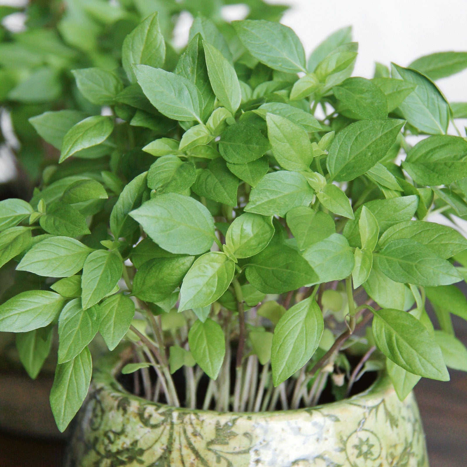 organic basil seeds for planting Organic Basil Seeds - Thai | Herb Seeds in Packets & Bulk