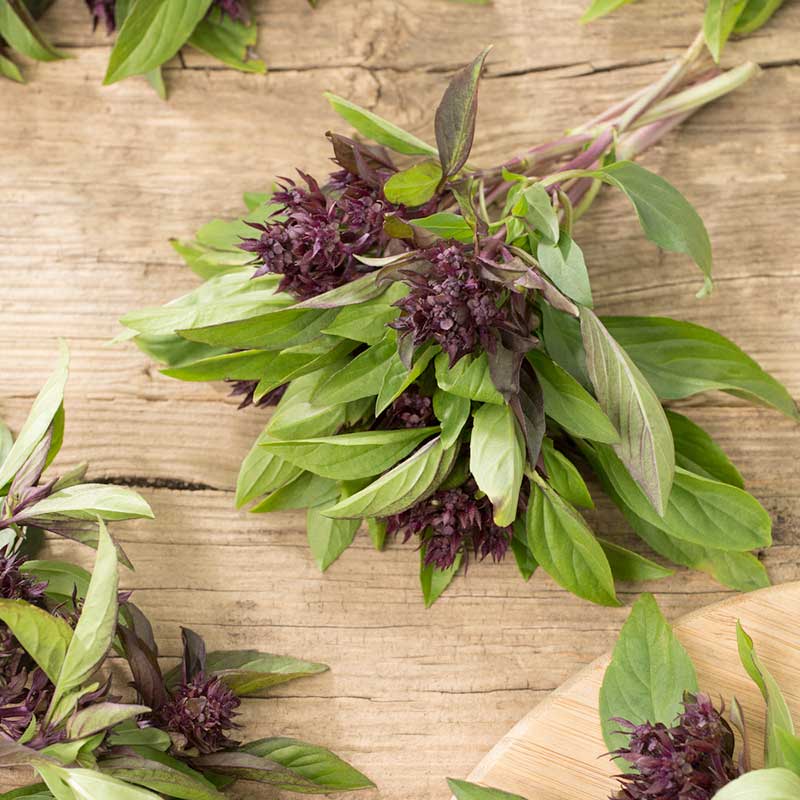 thai basil seeds from plant Bulk Basil Seeds - Siam Queen
