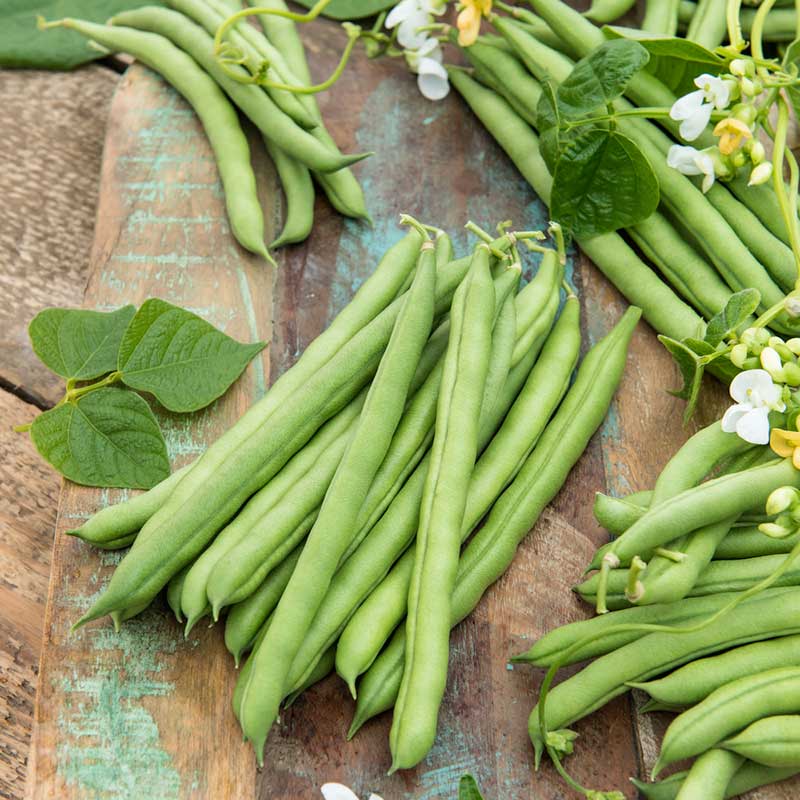 green bean seeds for planting Bulk Bean Seeds (Pole) - Blue Lake FM1K