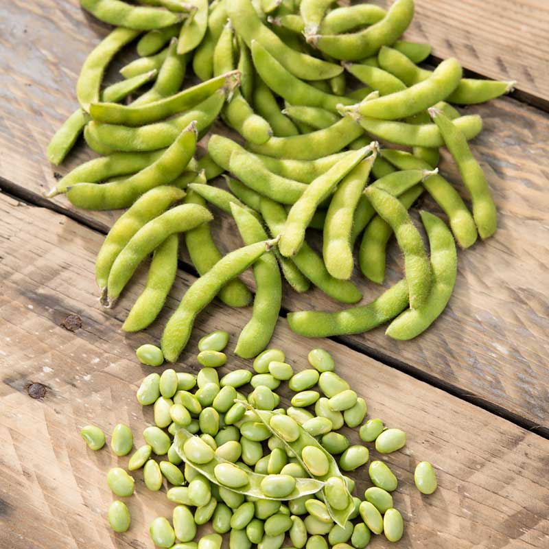 edamame seeds for planting Bulk Bean Seeds - Edamame