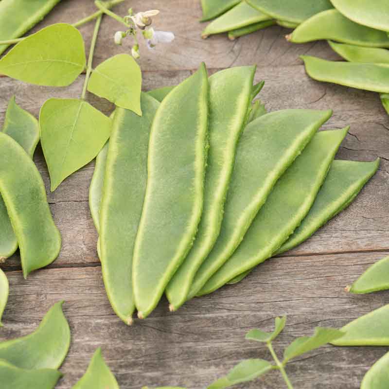 lima bean seeds to plant Bulk Bean Seeds (Bush Lima) - Fordhook 242