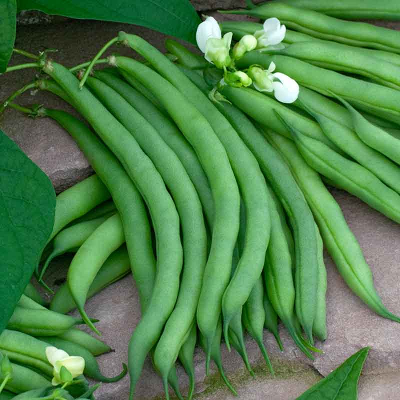 a plant that produces dark brown seeds Bulk Bean Seeds (Pole) - Kentucky Wonder Brown