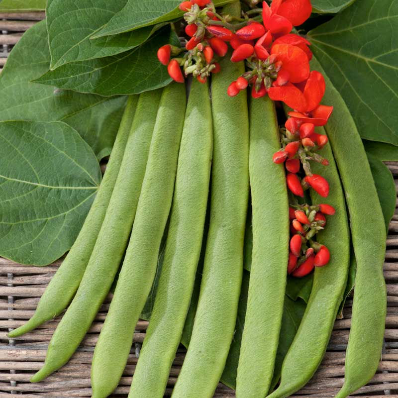 plant runner bean seeds Bulk Bean Seeds (Runner) - Scarlet Emperor