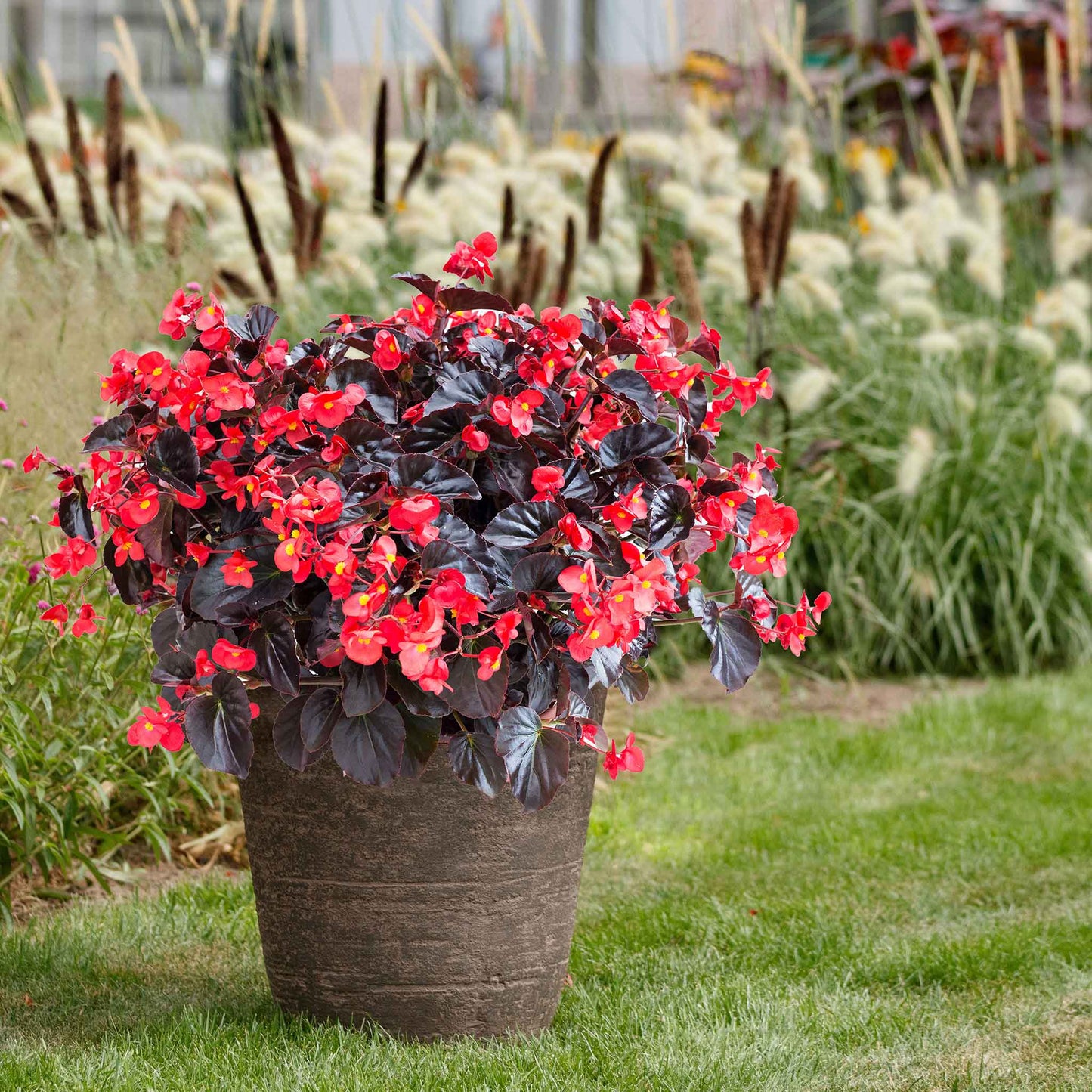 begonia viking red on chocolate