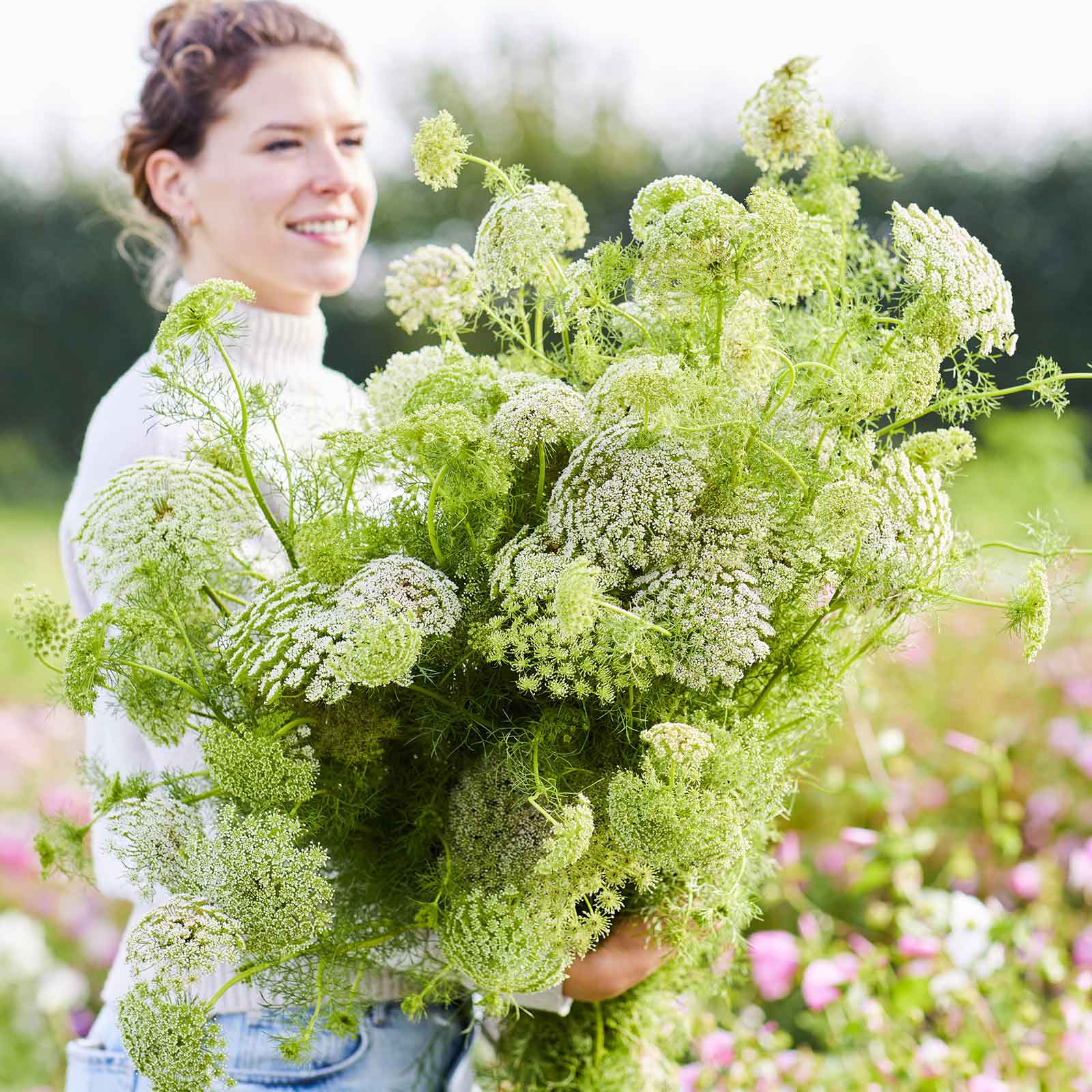 pure seed flower Bulk Bishop's Flower Seeds - Green Mist