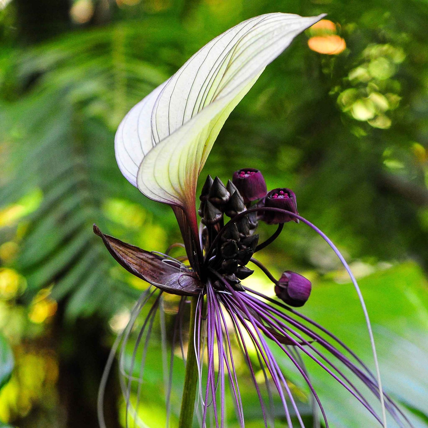 black bat flower