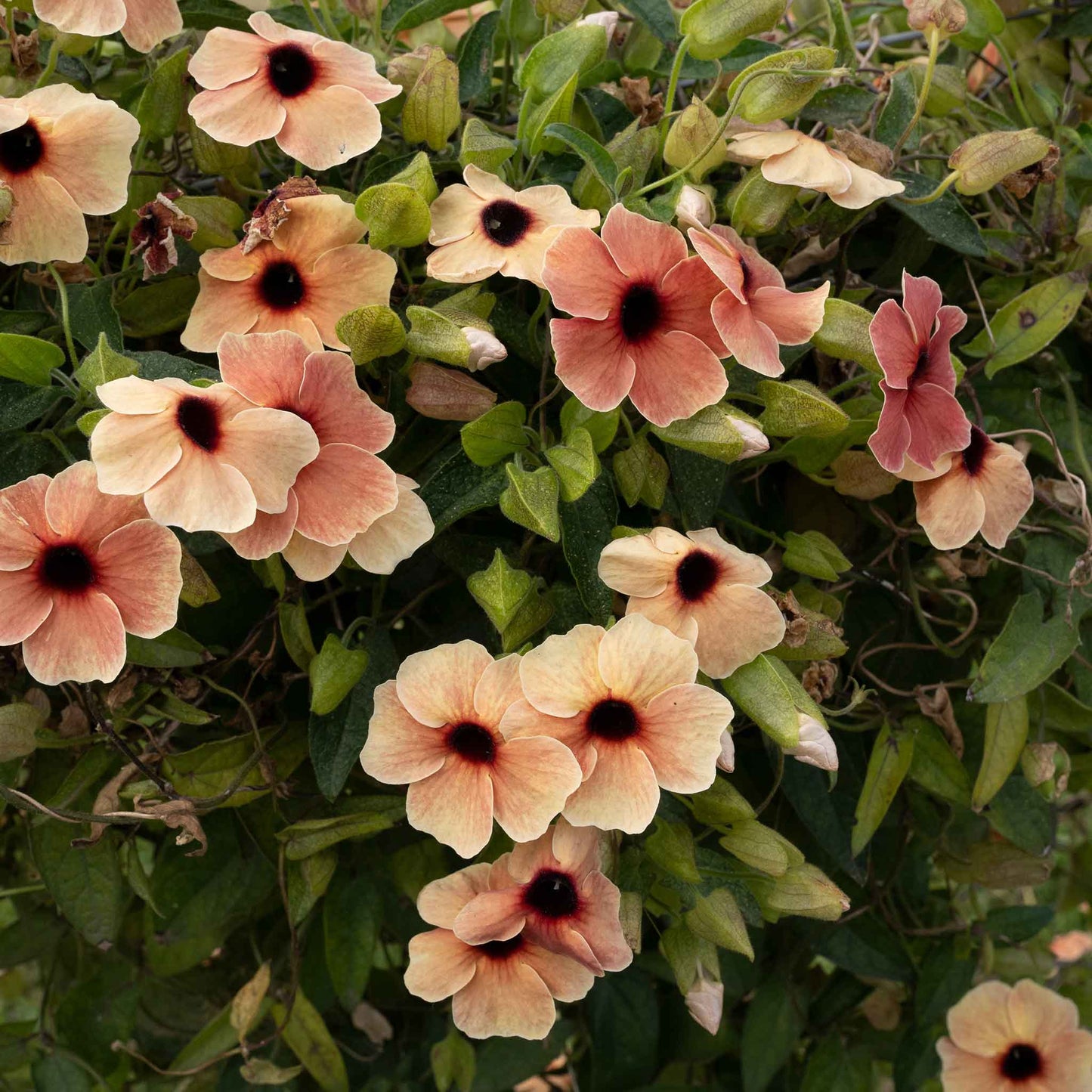 Pink and white blushing susie black eyed susan flowers with dark centers on a green leafy background