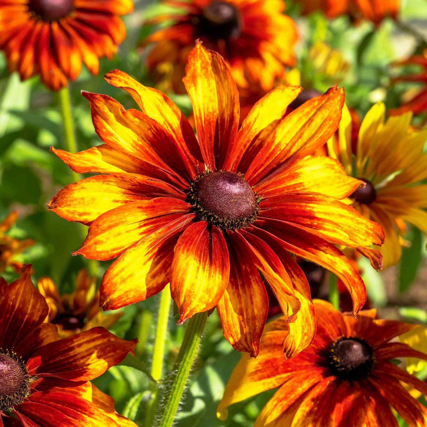 black eyed susan cappuccino