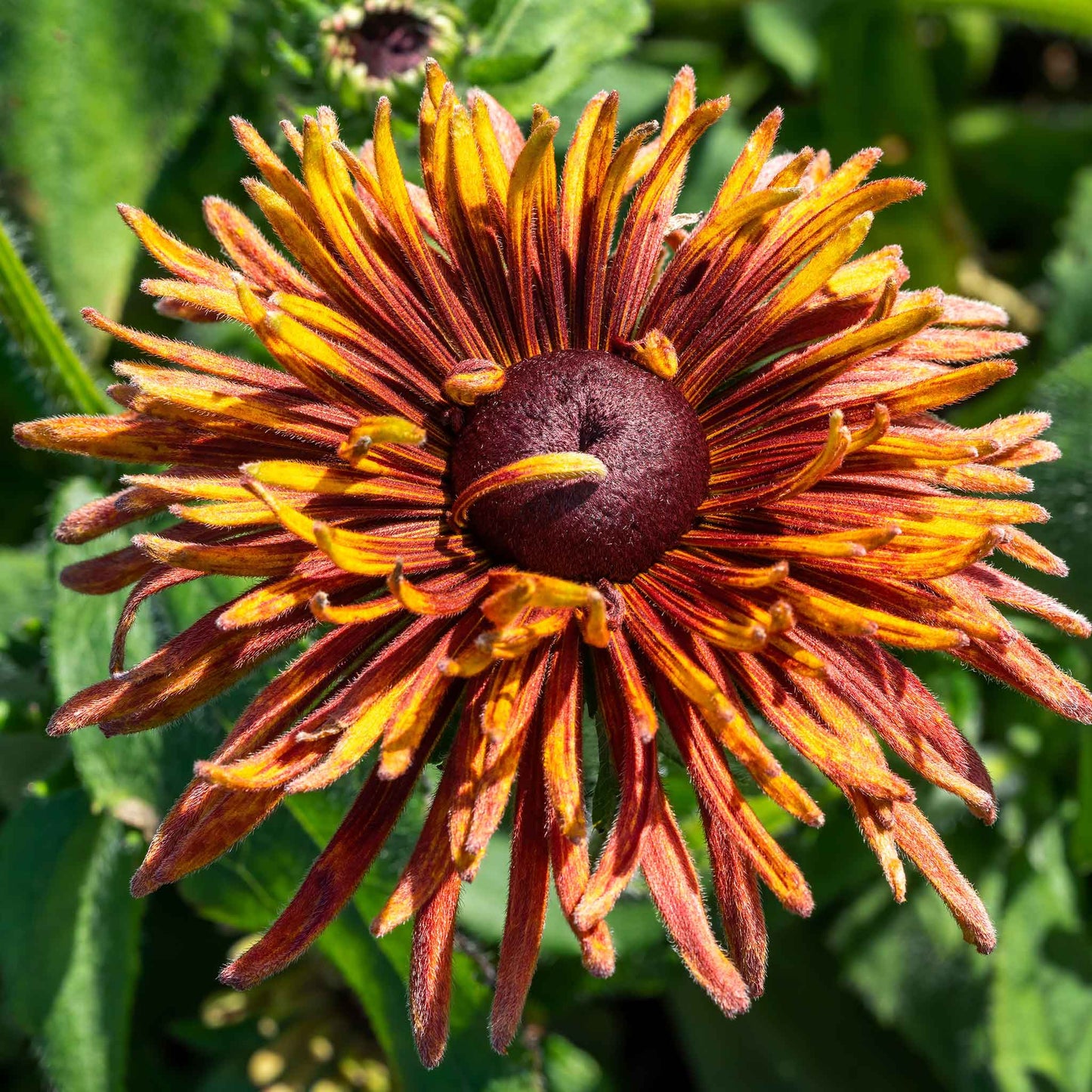 black eyed susan chim chiminee