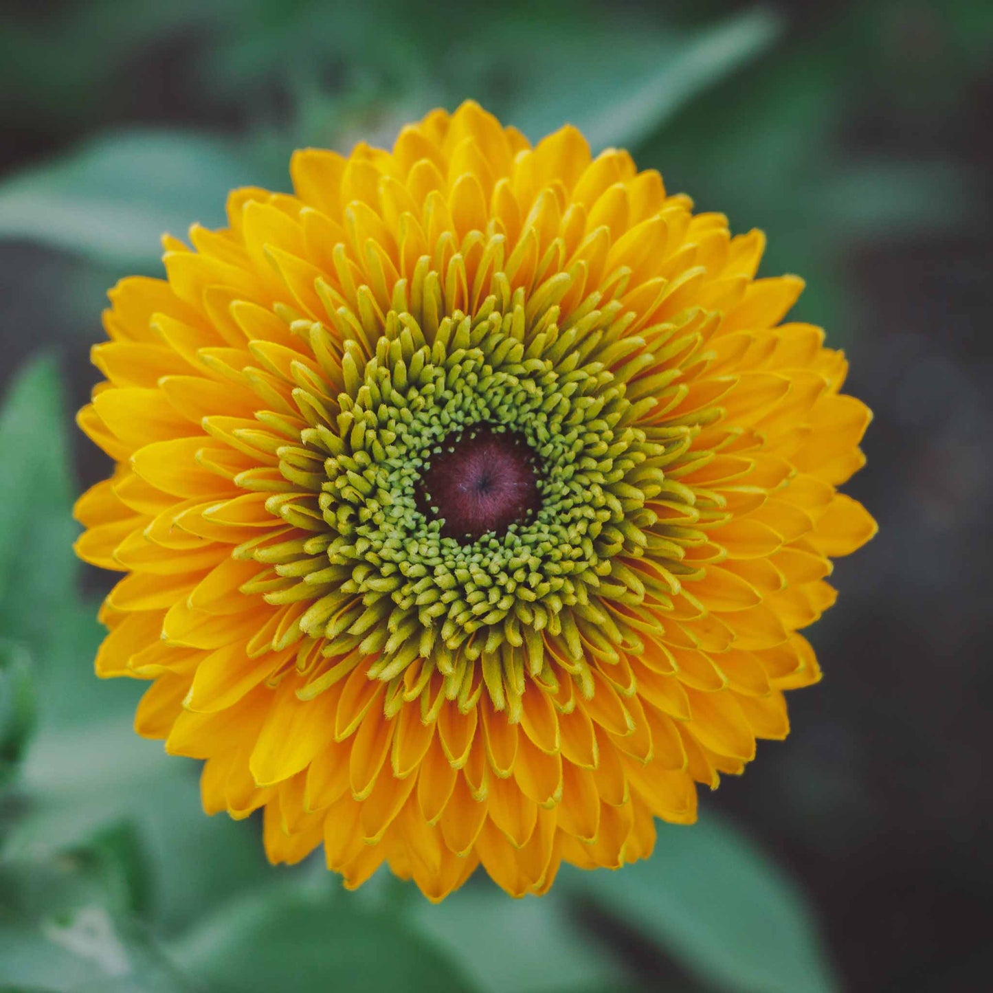 Bulk Black Eyed Susan Seeds - Maya