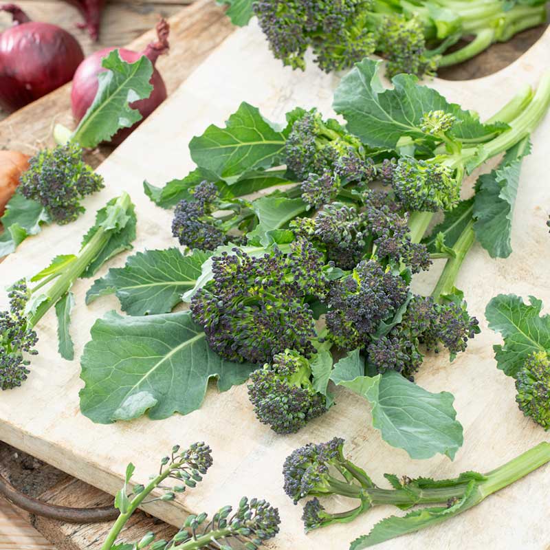 broccolini seeds for planting Bulk Broccoli Seeds - Purple Sprouting
