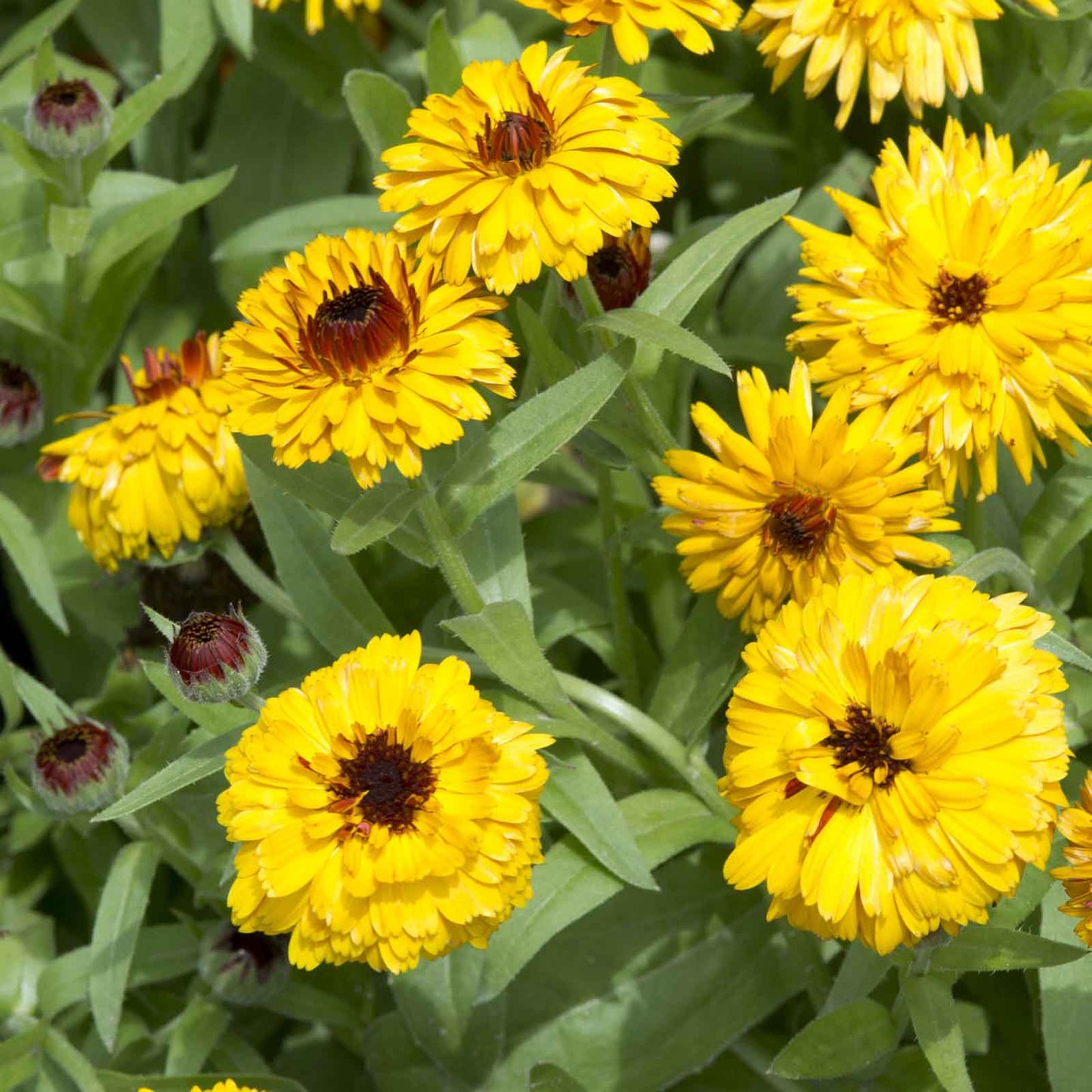 calendula bulls eye