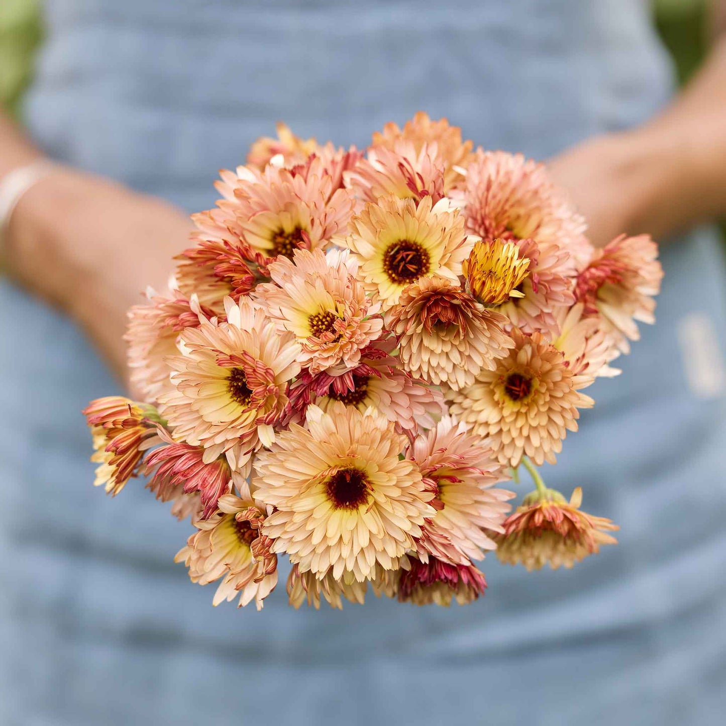 Bouquet of pink and yellow calendula pink surprise flowers held by a person against a blurred background