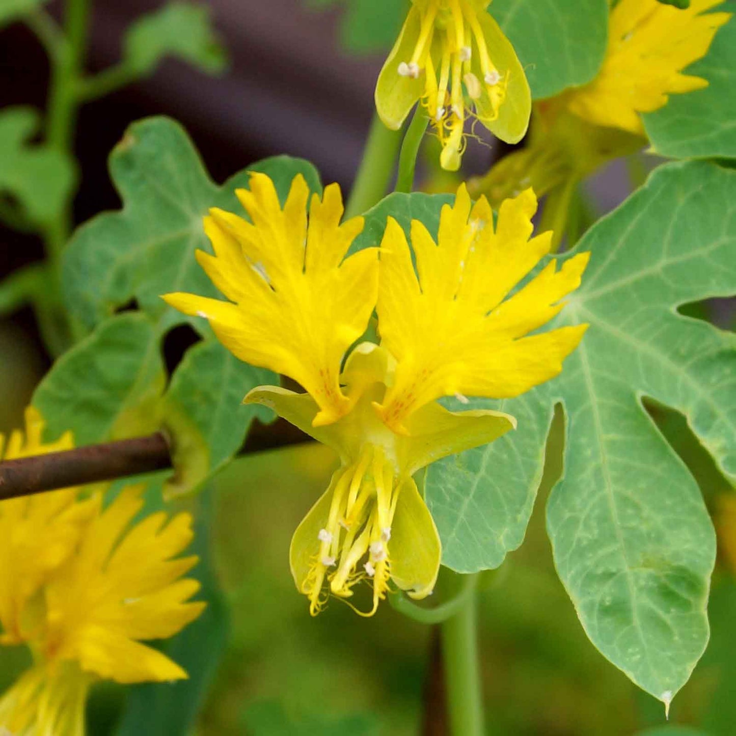 canary creeper