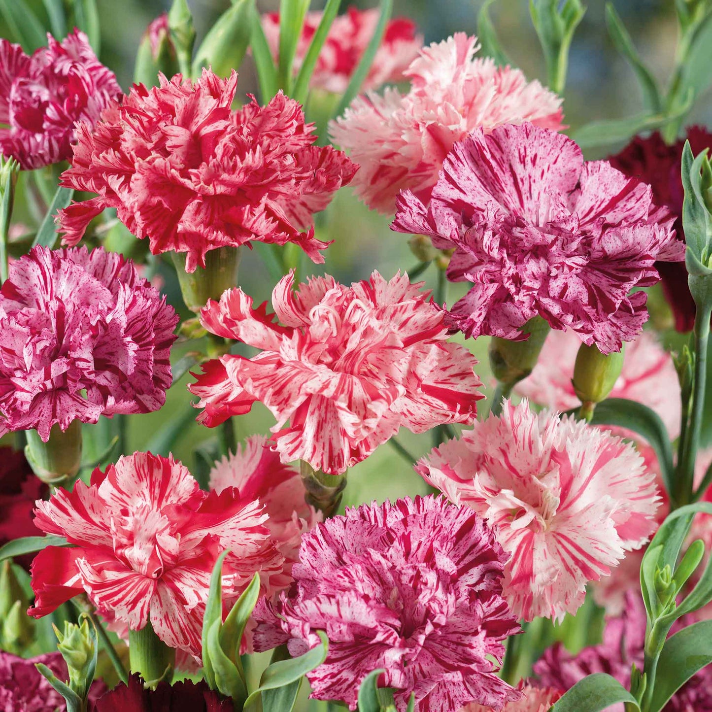 carnation picotee mix