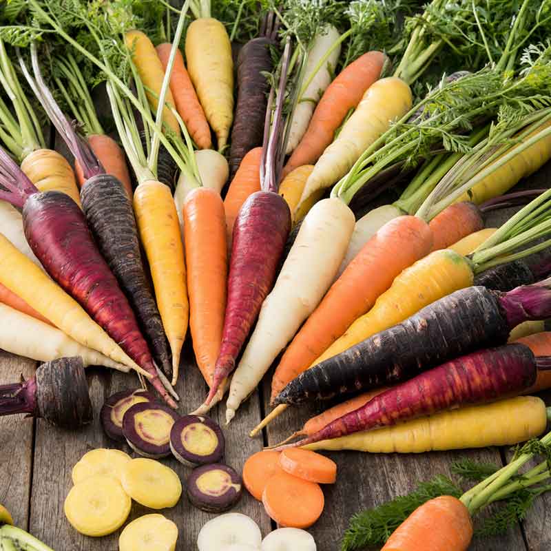 carrot rainbow blend | copyright: Floramedia UK Ltd
