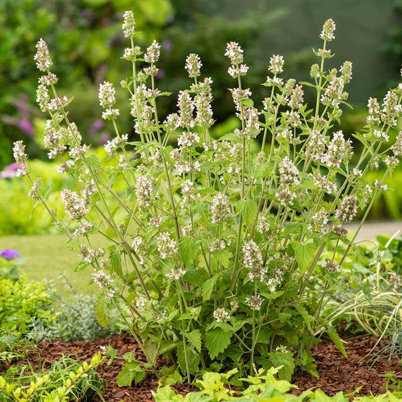 Bulk Catnip Seeds (Organic)