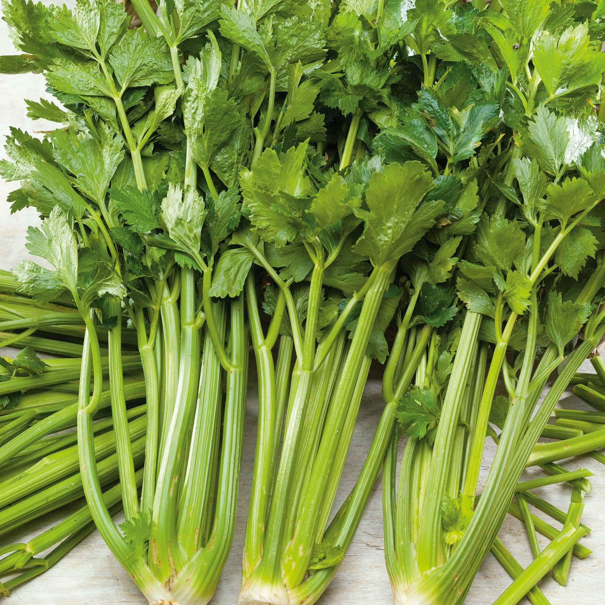 celery seed plant Bulk Celery Seeds - Pascal