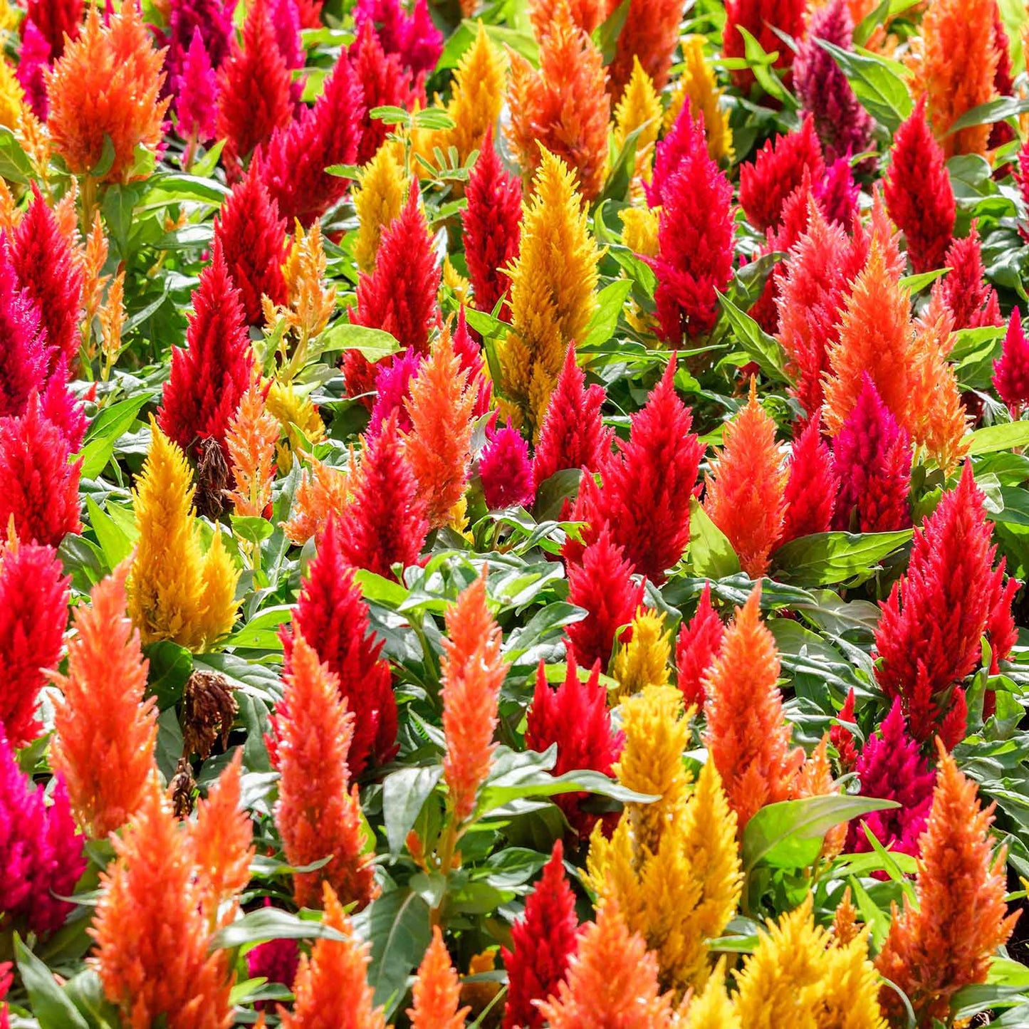 celosia first flame mix