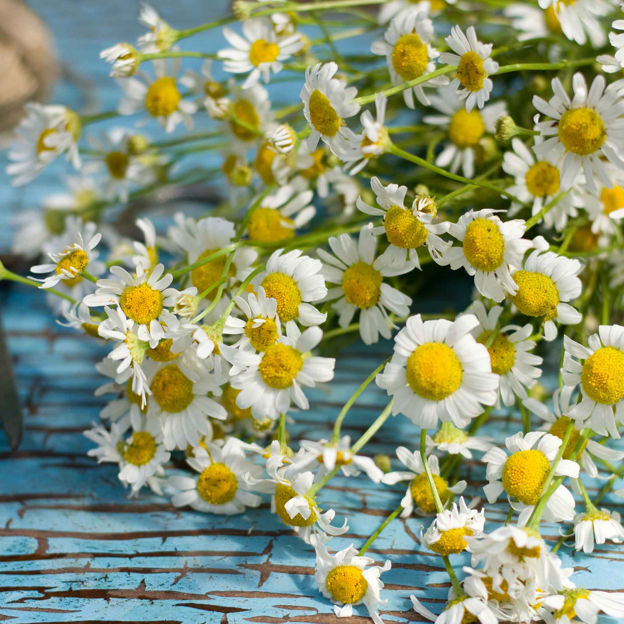 chamomile seeds for planting Bulk Chamomile Seeds - Roman