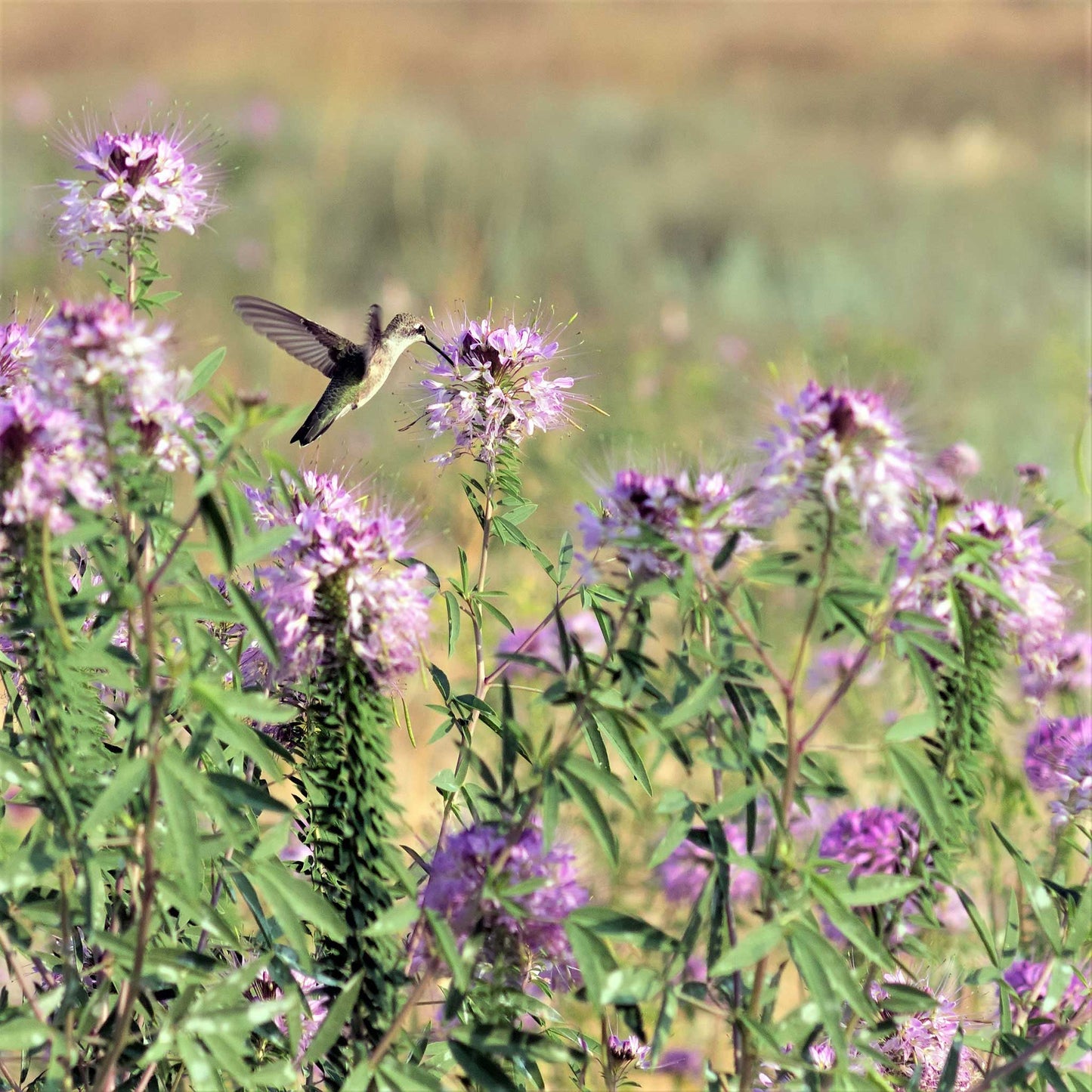 cleome rocky mountain beeplant