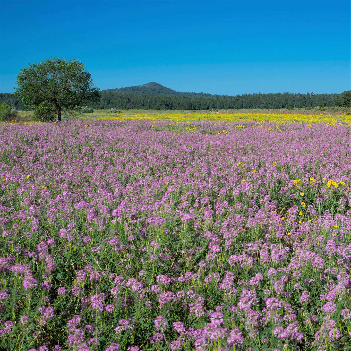 cleome rocky mountain beeplant