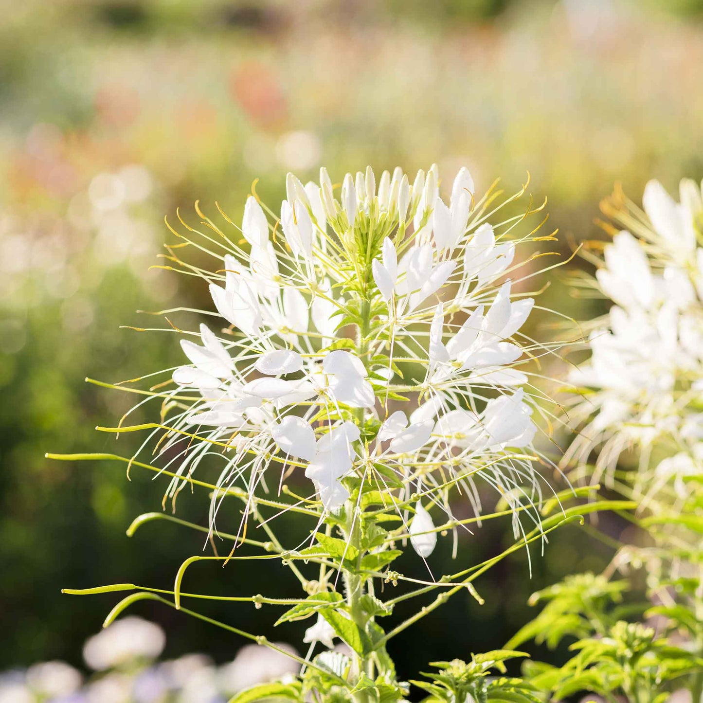 cleome white queen