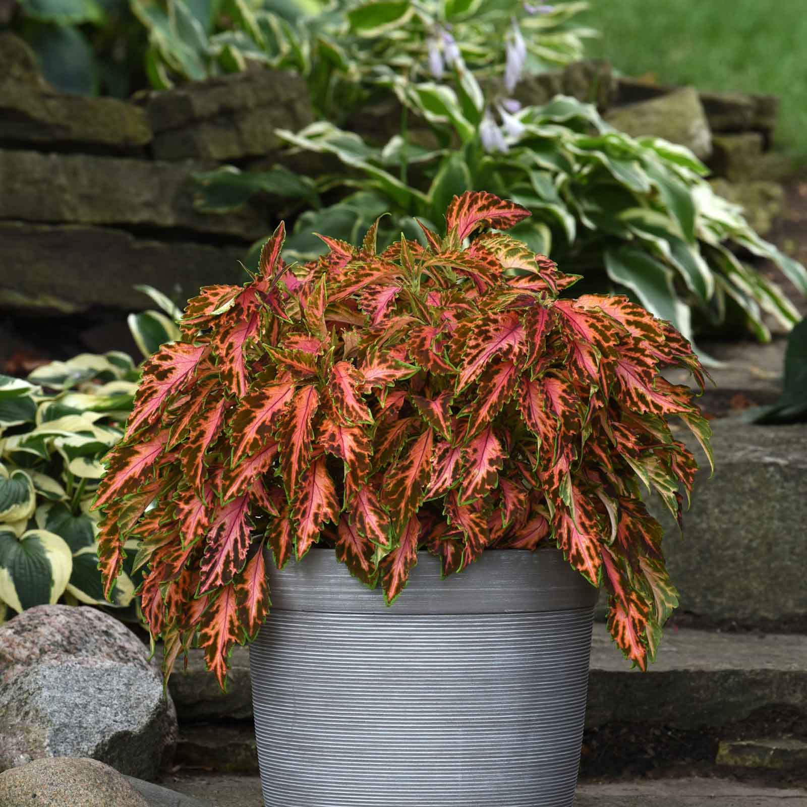 coleus plant from seed Bulk Coleus Seeds - Coral Candy