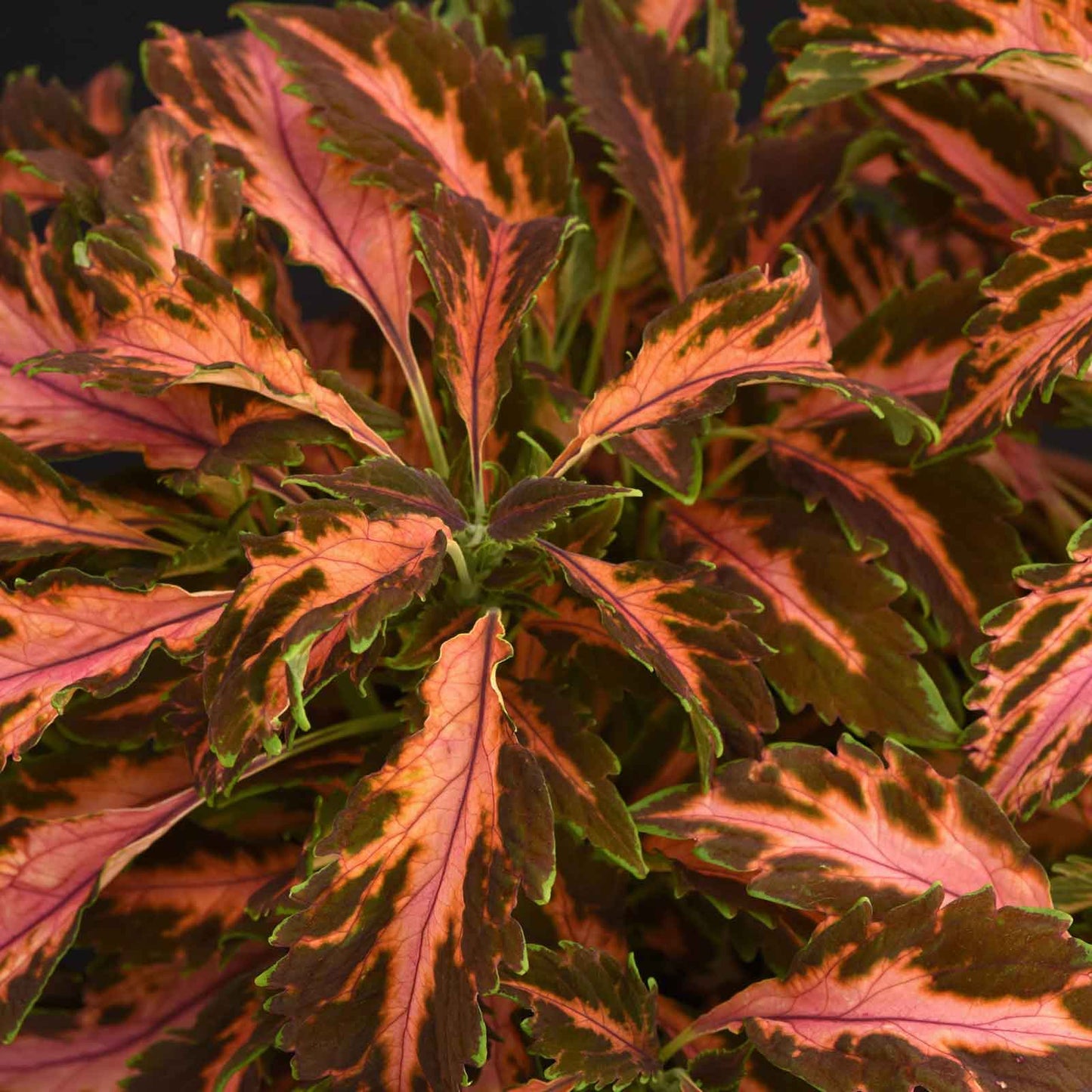 coleus coral candy