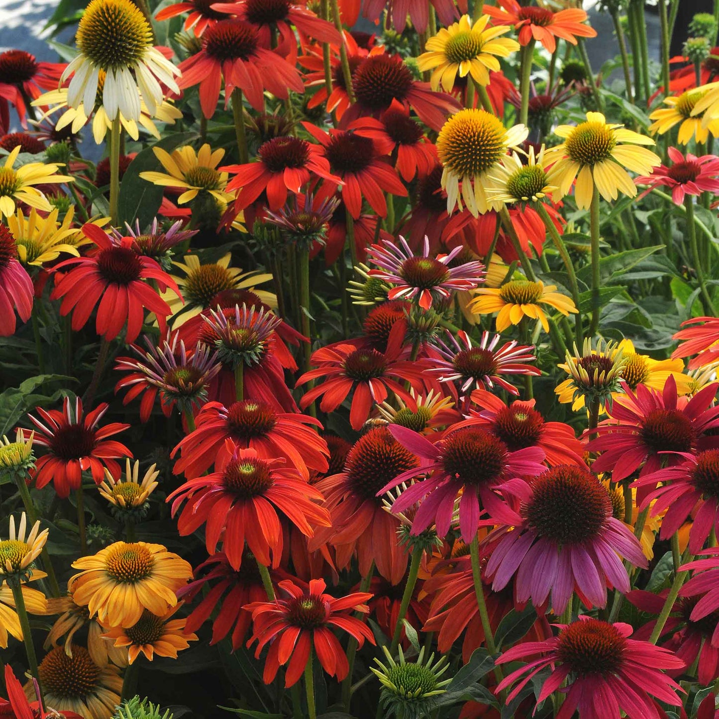 coneflower cheyenne spirit