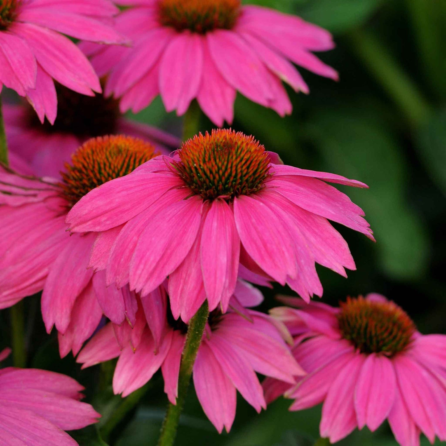 coneflower powwow wild berry