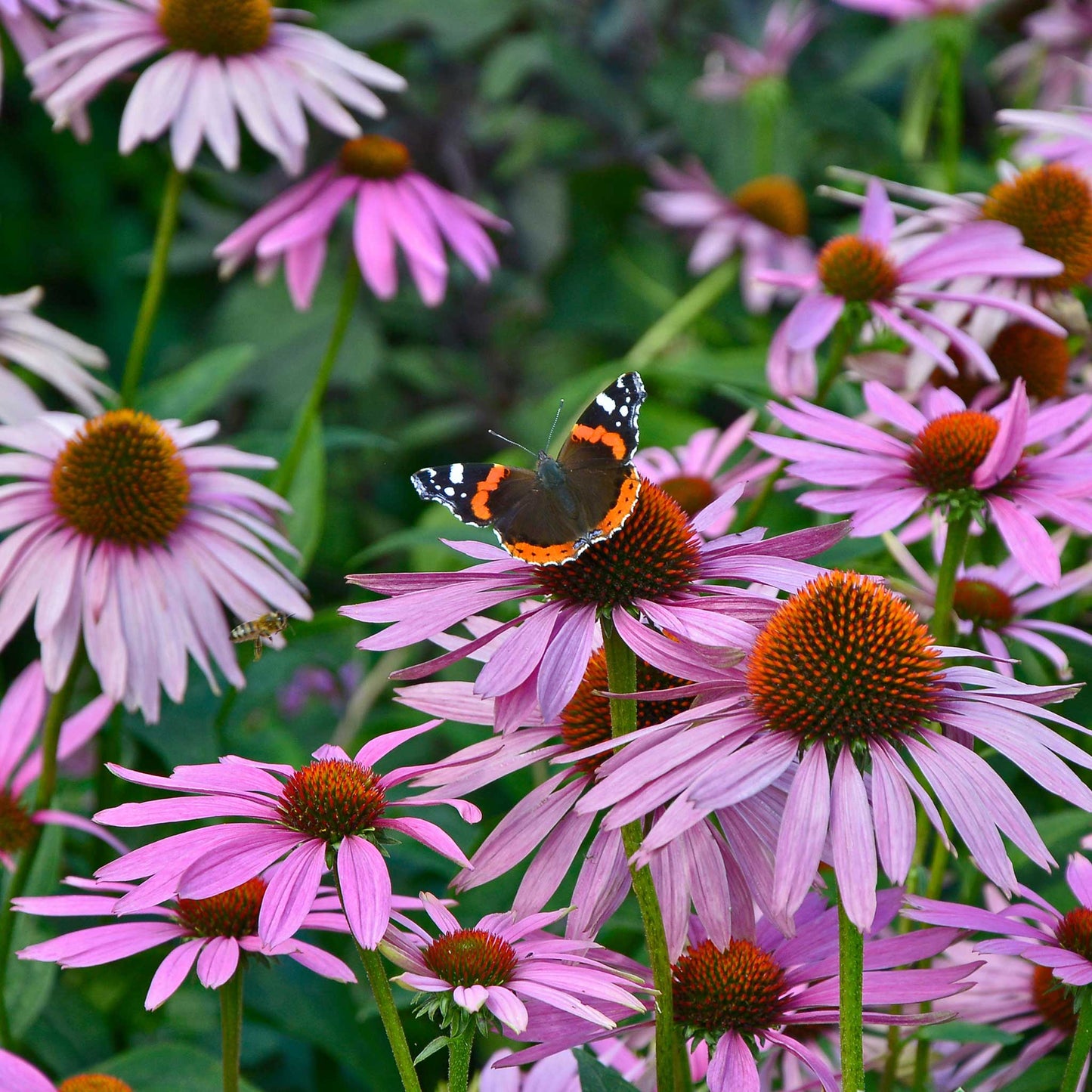 purple coneflower