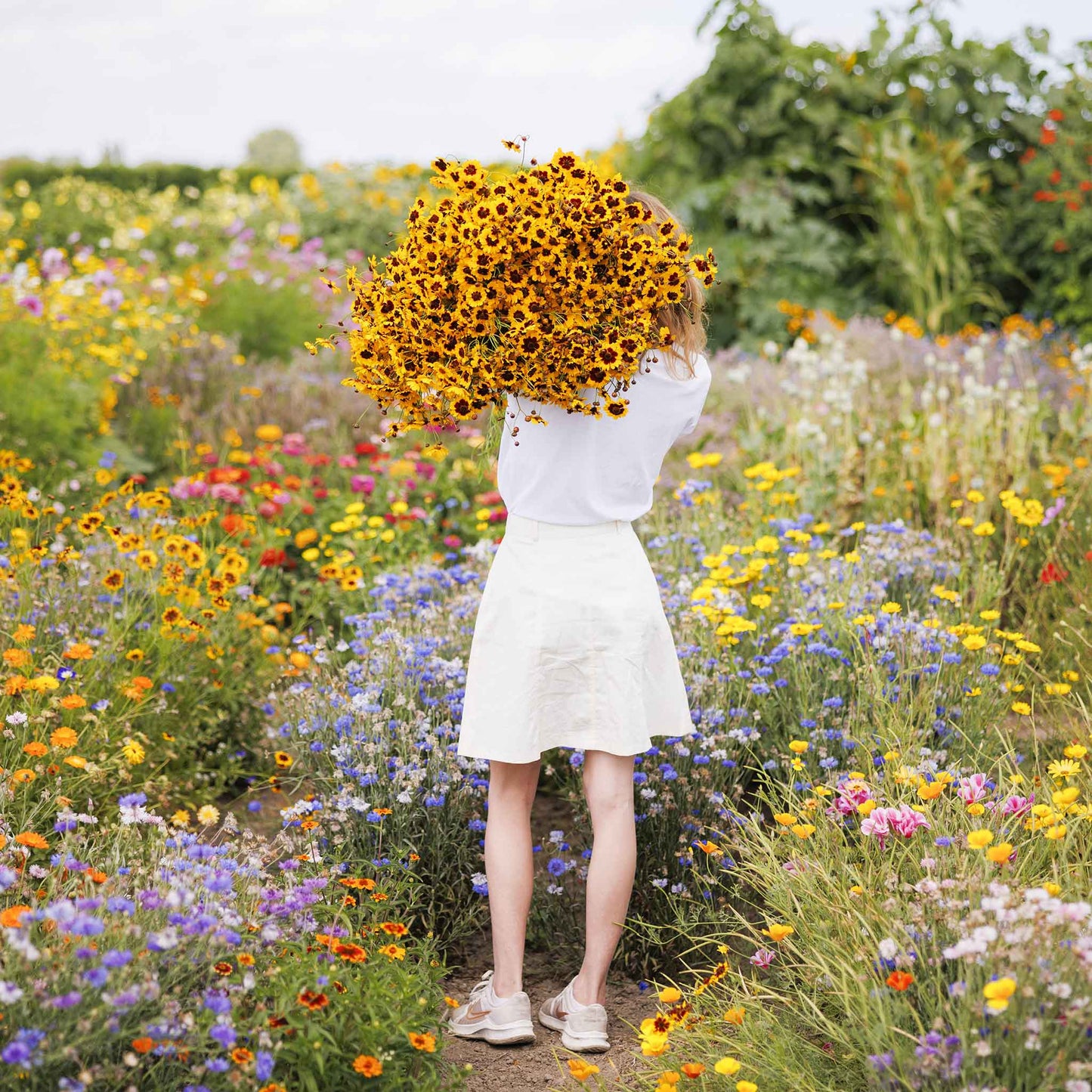 plains coreopsis