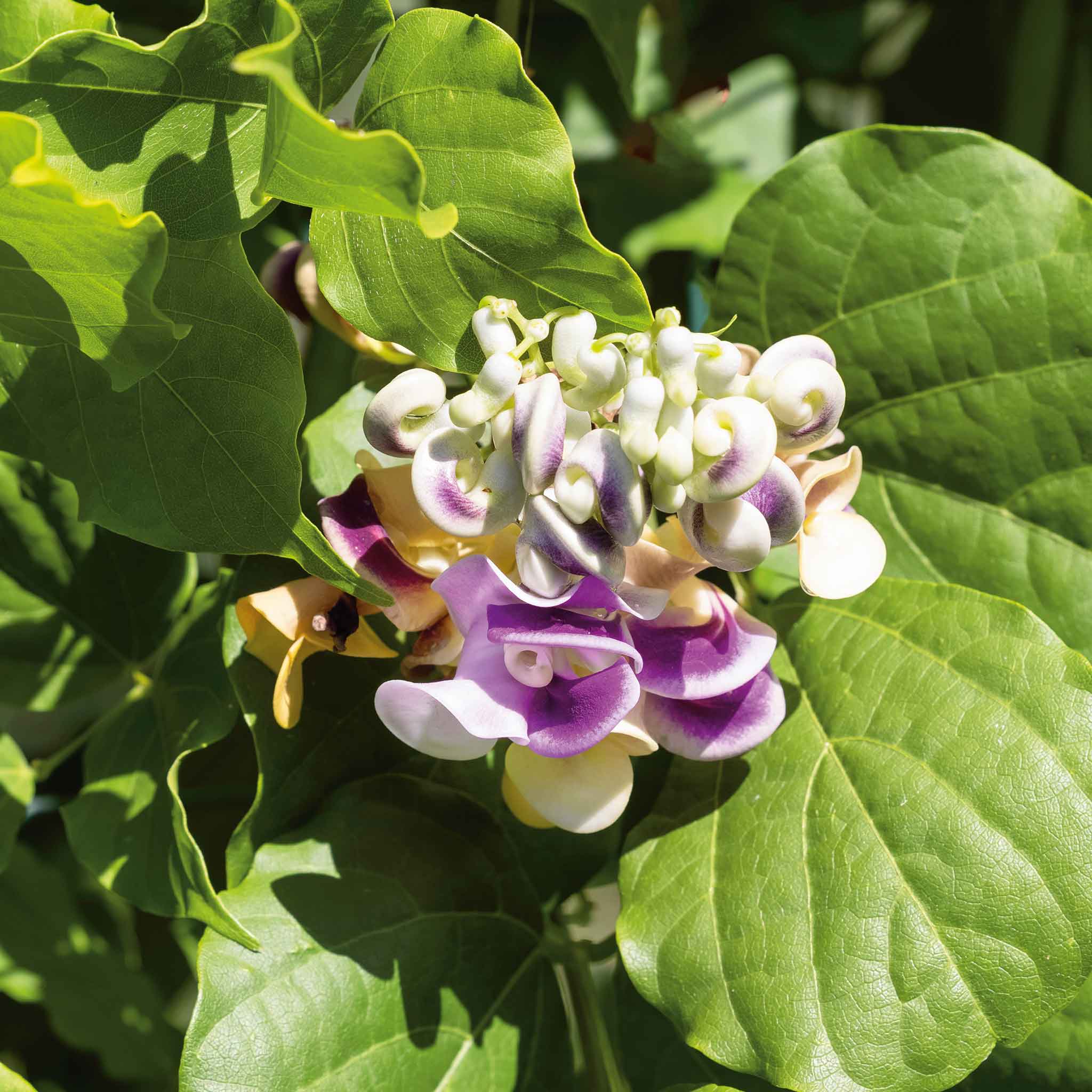 flower vine seeds Bulk Corkscrew Vine Seeds