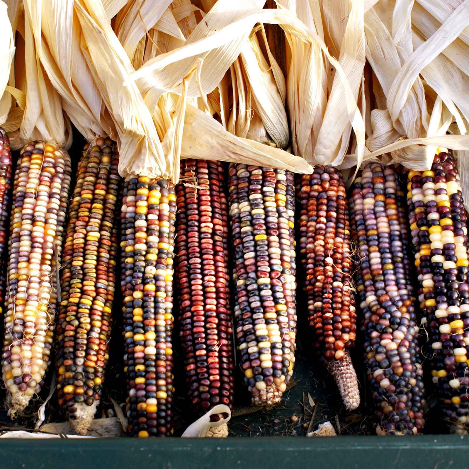 bulk corn seeds for planting Bulk Corn Seeds - Rainbow Mix