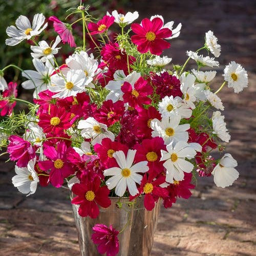 cosmos hot pink white mix