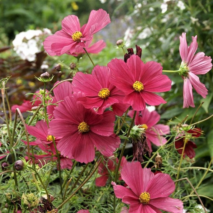 cosmos rubenza
