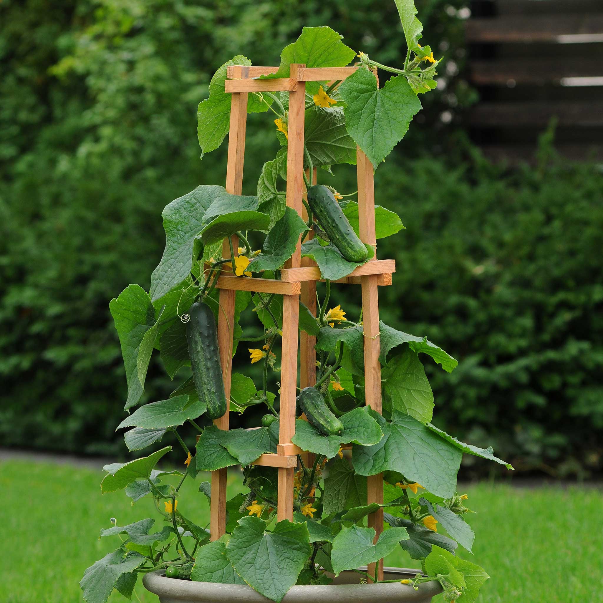 planting cucumber seeds outside Cucumber Seeds - Patio Snacker | Vegetable Seeds in Packets & Bulk